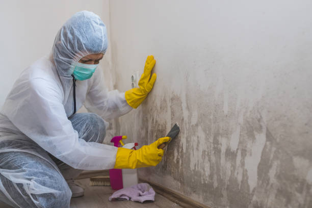 Environmental Consulting for Mold Prevention in Minden, NE